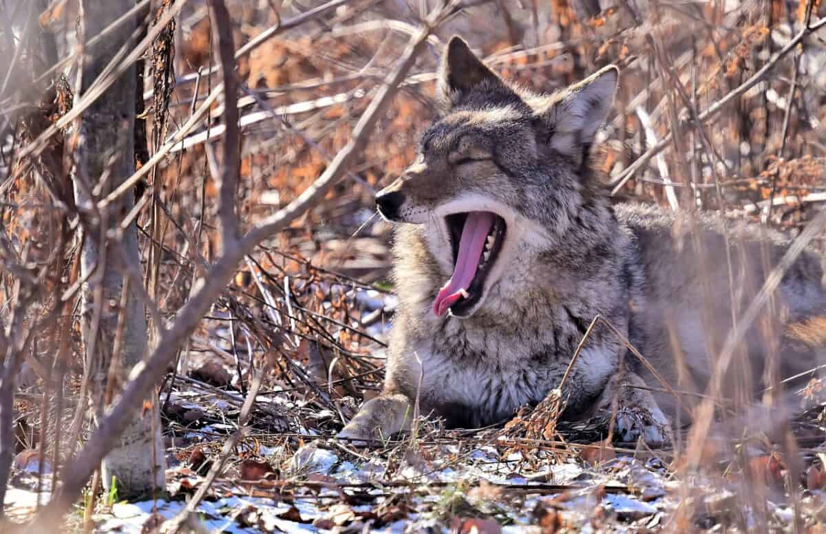 coyote the most dangerous animal in new york 