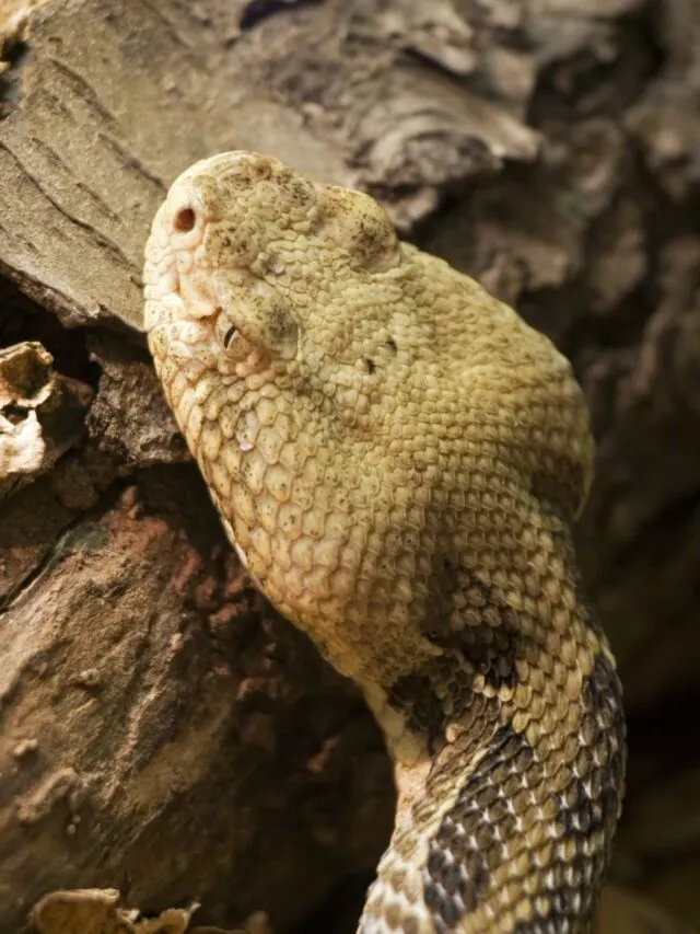 Illinois’ Hidden Threat: The Timber Rattlesnake