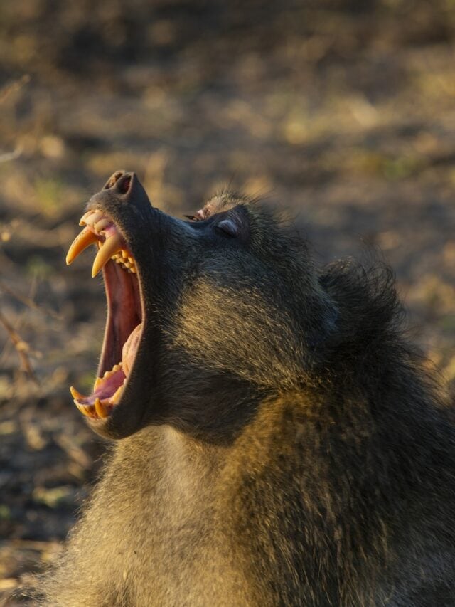 Warthog Devoured Baboon After Sneak Attack