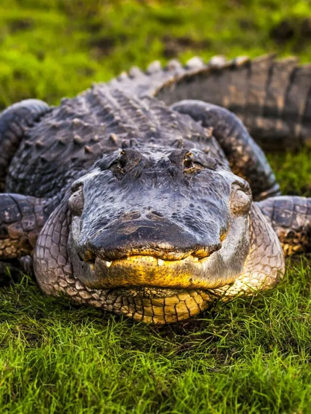 Meet Florida’s Alligator Population