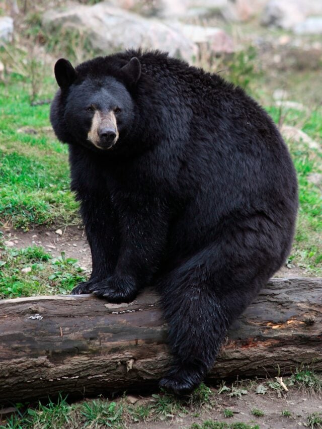 What is the spiritual meaning of a black bear?