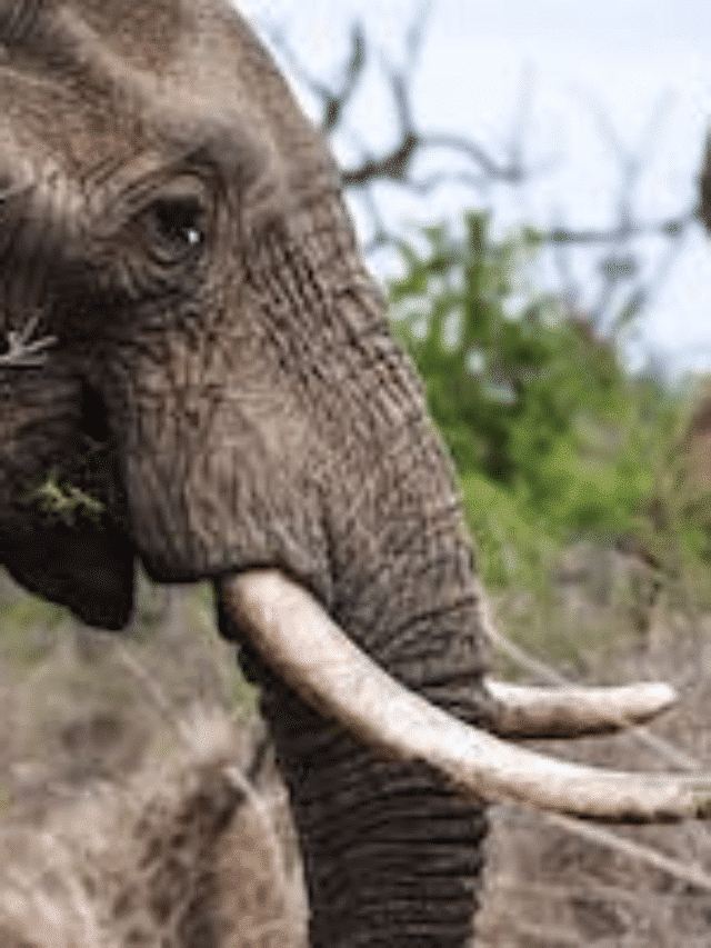 Elephants: Earth's Largest Land-Animals