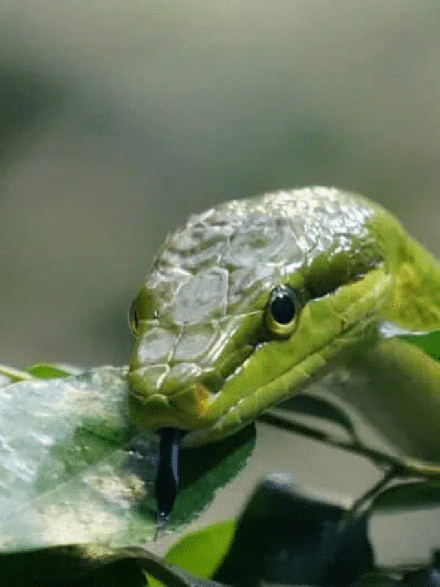 Beware Of The Dangerous Animals In Asia - Animals Around The Globe