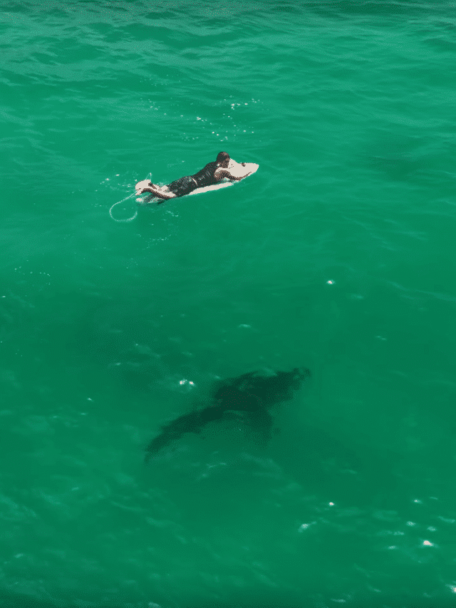 Great White Shark next to a surfer in California