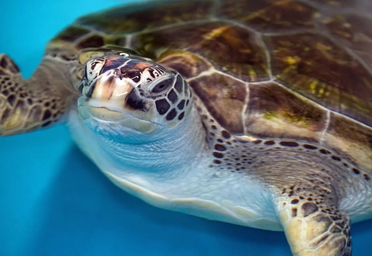 3D-Printed Brace Restores Sea Turtle's Health and Hope