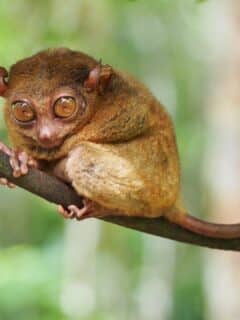 the second smallest species of primate