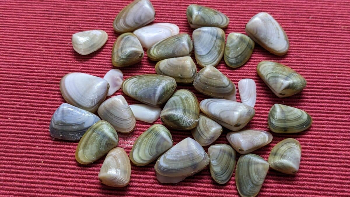 quahog clam shells
