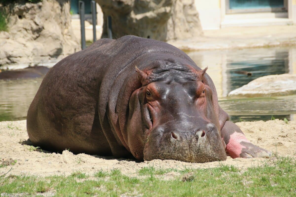 The largest Hippo Ever Recorded