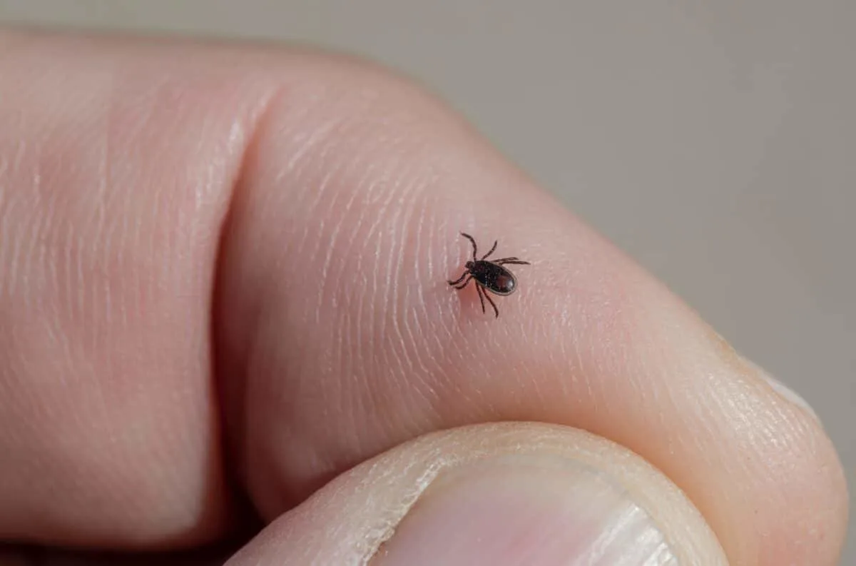 tick