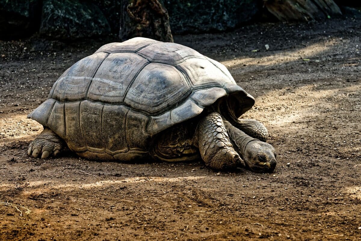 the longest living species of turtle in the world