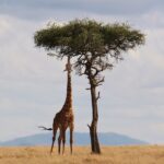 Get to Know the Tallest Giraffes Ever Recorded