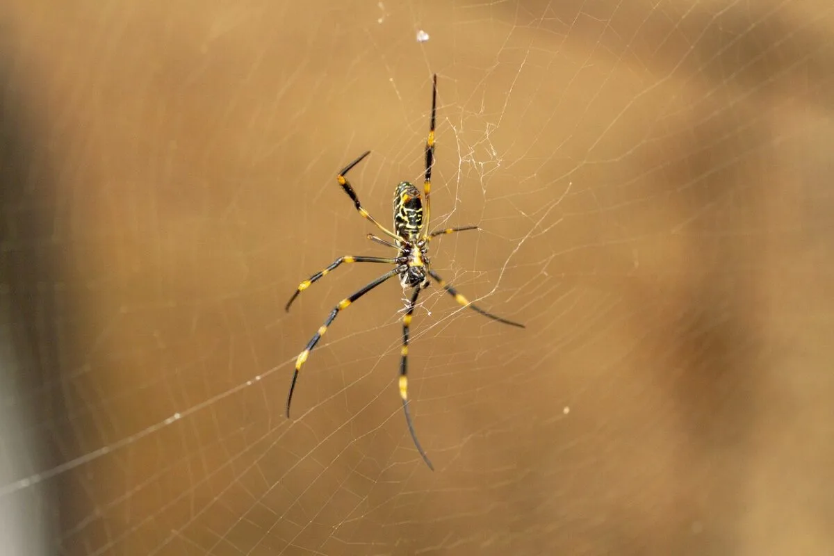 golden orb spider