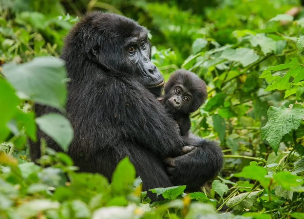 Gorilla with young