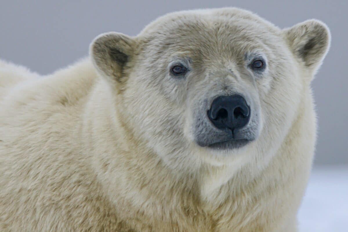 The largest Polar bear on record! 