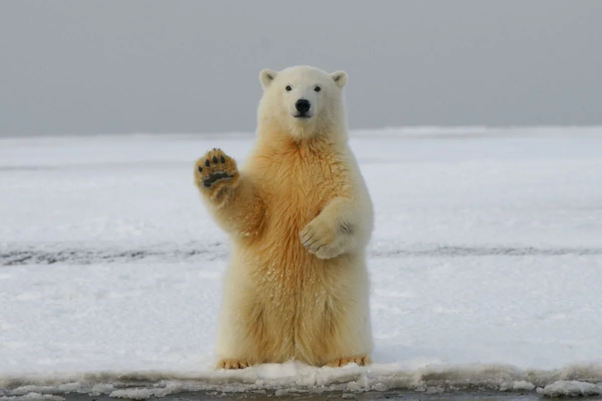 The largest Polar bear on record! 