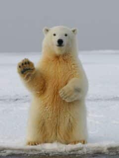 The largest Polar bear on record! 