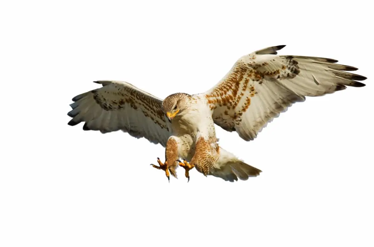 Hawk
