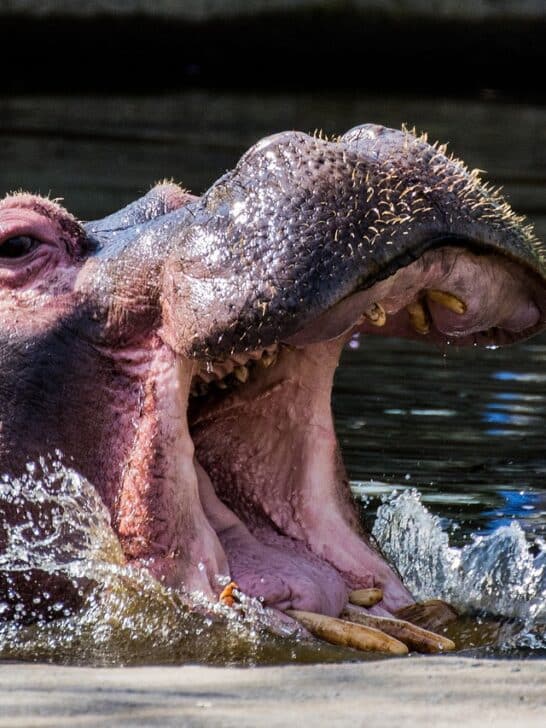 The Most Aggressive Animal That Will Attack Without Warning