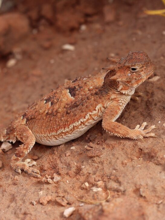 This Lizard Shoots Blood From Its Eyes to Fend Off Predators
