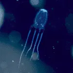 Box Jellyfish Sting