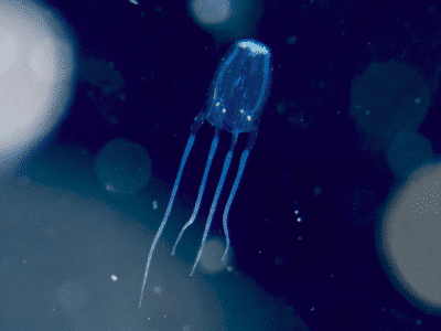 The Smallest Jellyfish Species Revealed