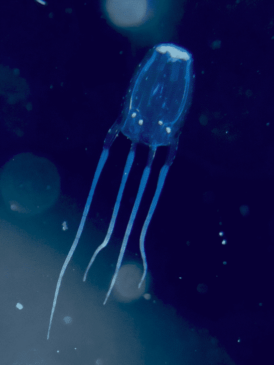 The Smallest Jellyfish Species Revealed