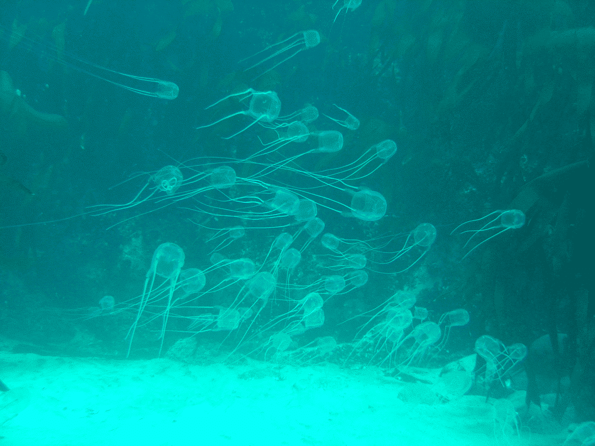 box jellyfish