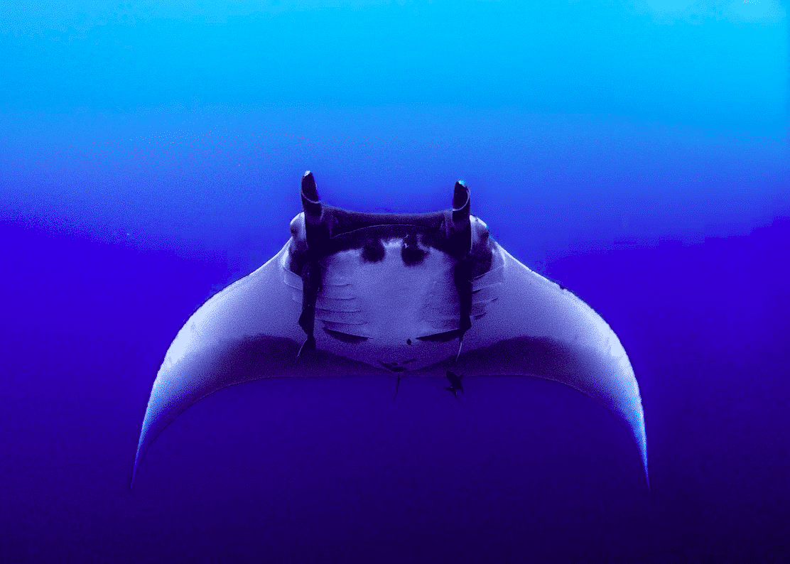 heaviest manta ray