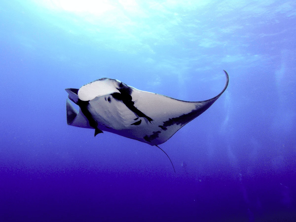 heaviest manta ray