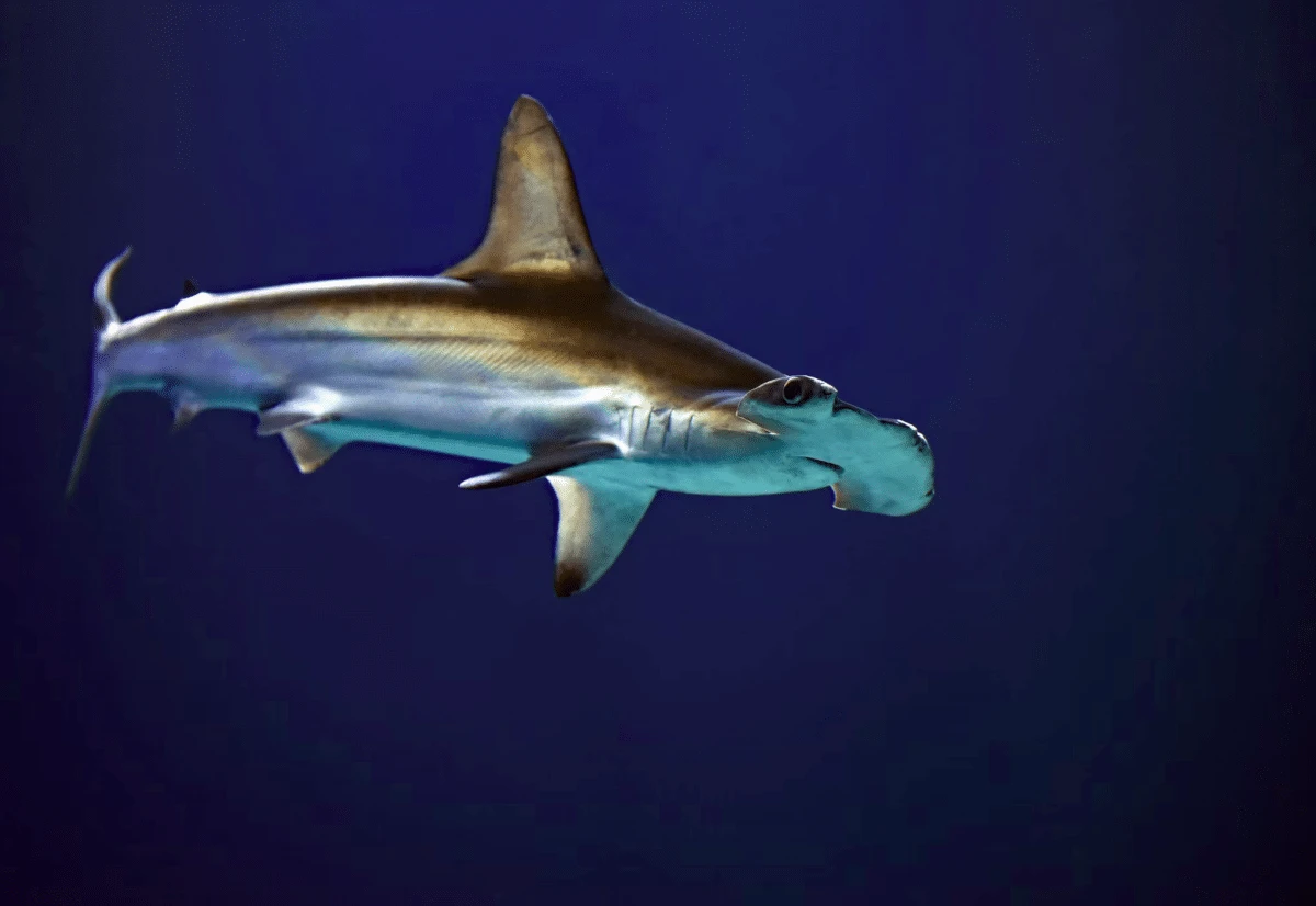 hammerhead shark