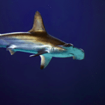 Encounter the Largest Hammerhead Shark Ever Seen