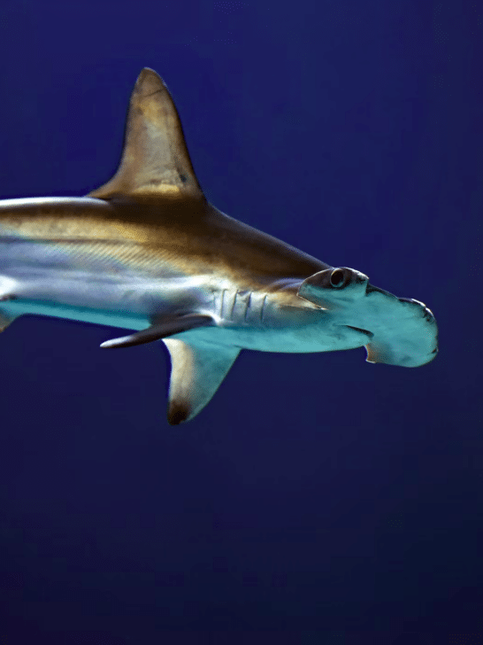 The Largest Hammerhead Shark Ever Seen