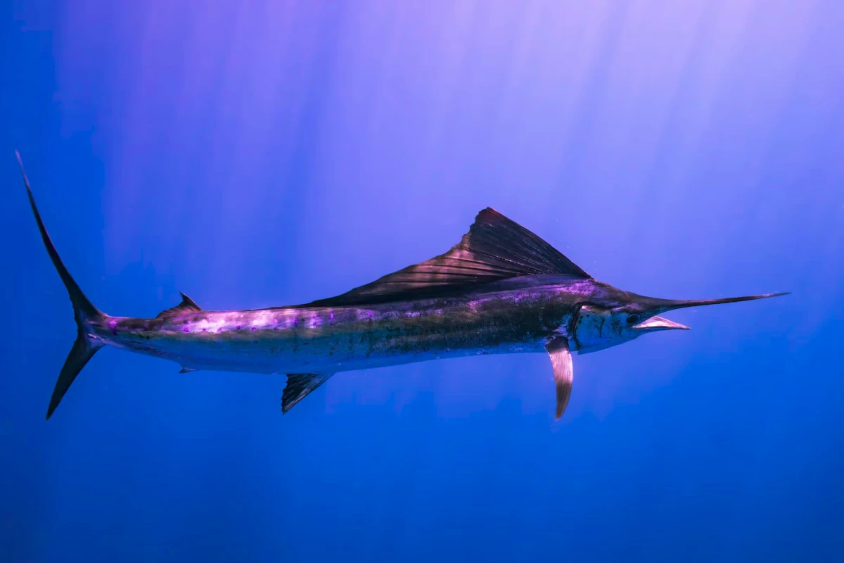 sailfish