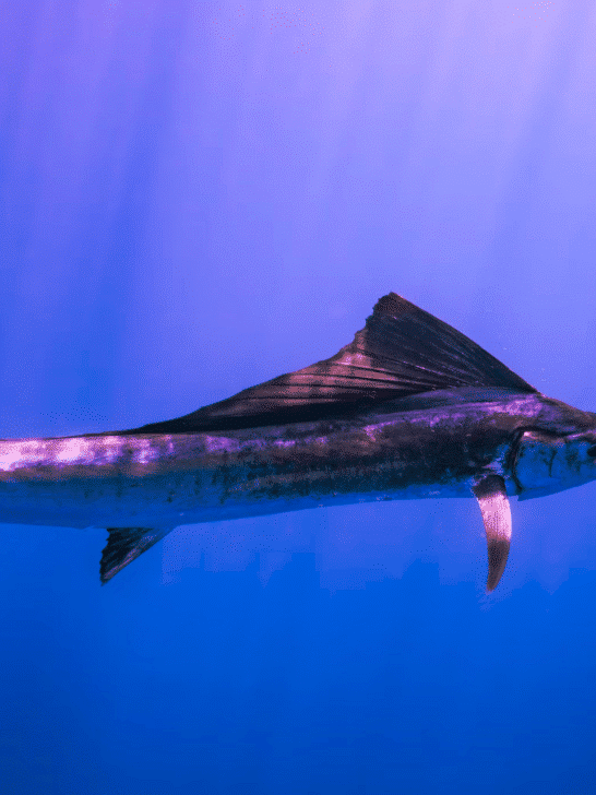 The Fastest Animal in the Ocean—And It’s Not a Shark