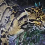 Jungle Gymnastics: Gibbon Outwits a Clouded Leopard