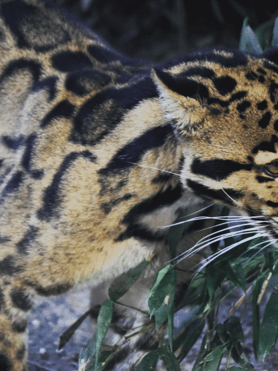 Gibbon Cleverly Outwits a Clouded Leopard