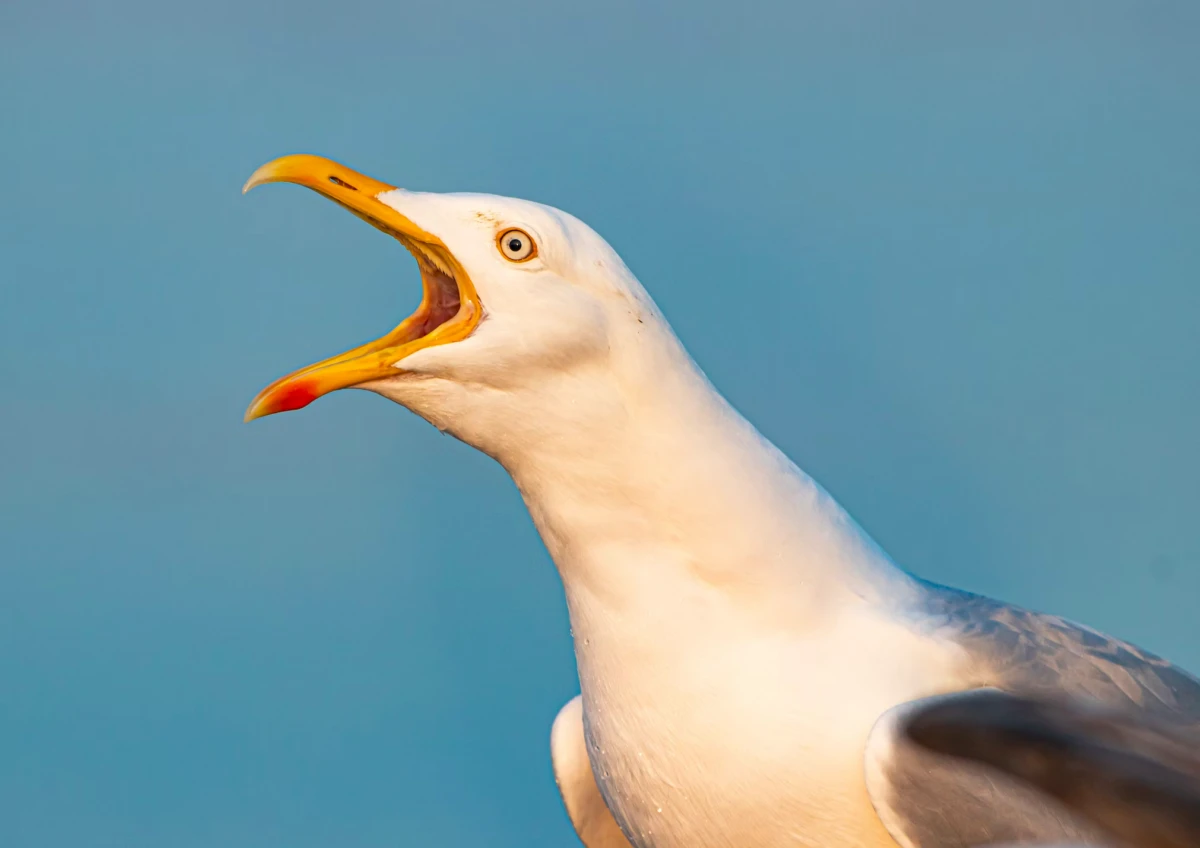 Seagull Snatches a Meal from a Dolphin