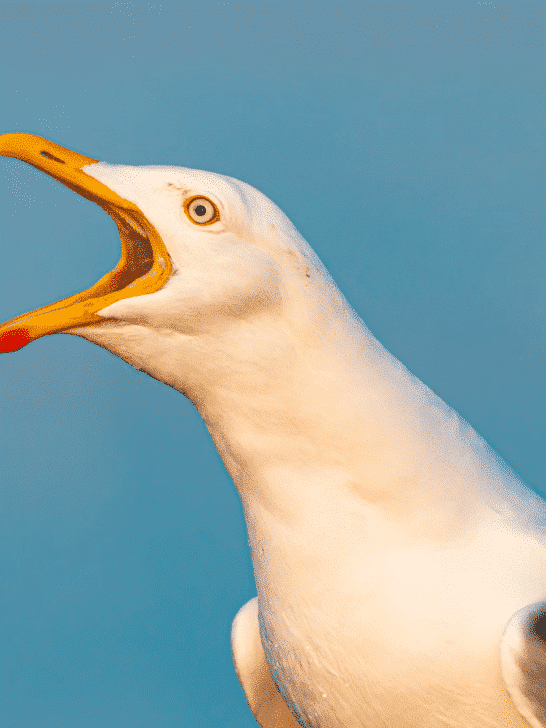Seagull Snatches A Surprising Meal From A Dolphin