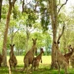 The Bitter-Sweet Tale of Australia's Booming Kangaroo Population