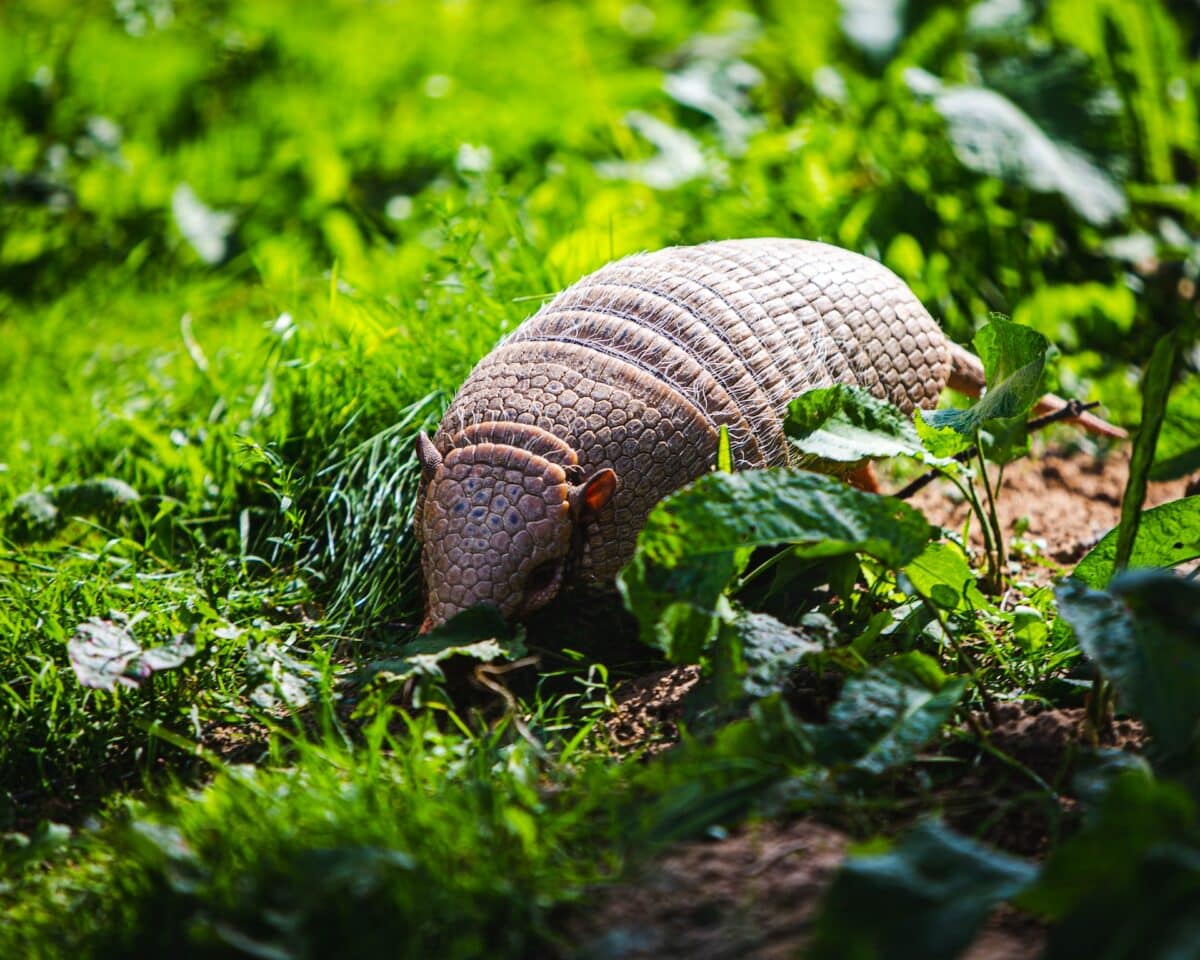 armadillo