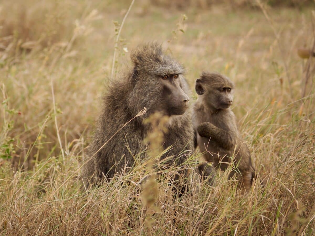 baboon vs. gorilla
