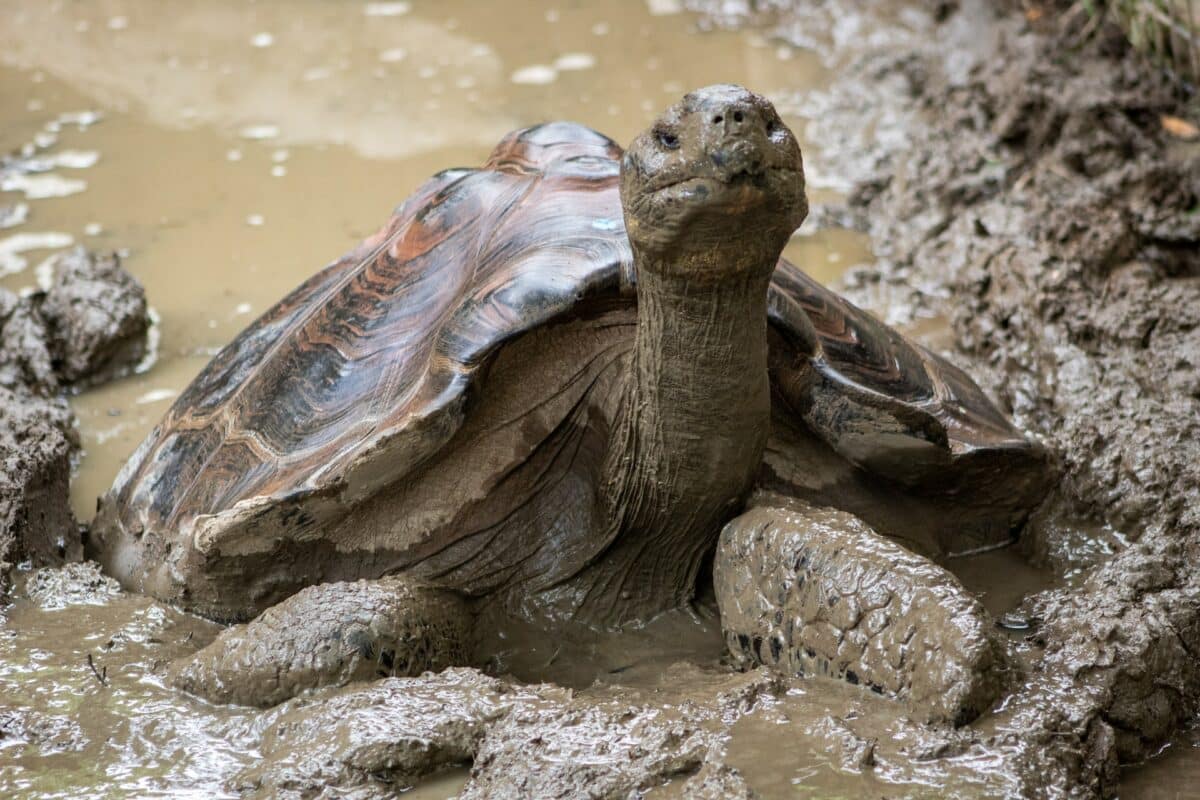 giant tortoise