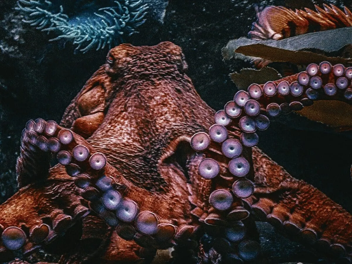 octopus