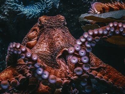 Can Octopuses Recognise Us?