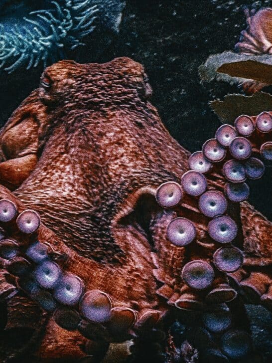 Can Octopuses Recognise Us?