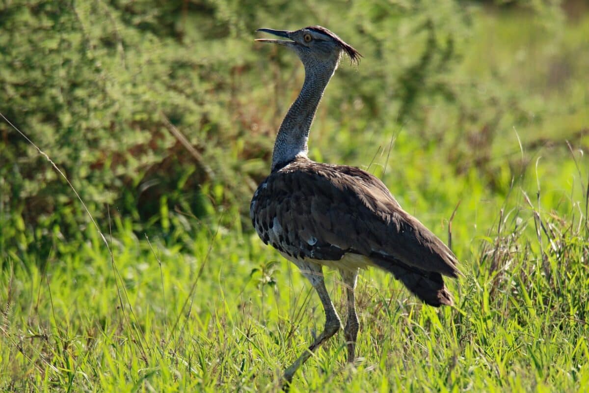 kori bustard