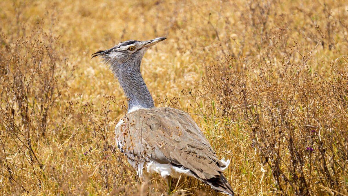 kori bustard