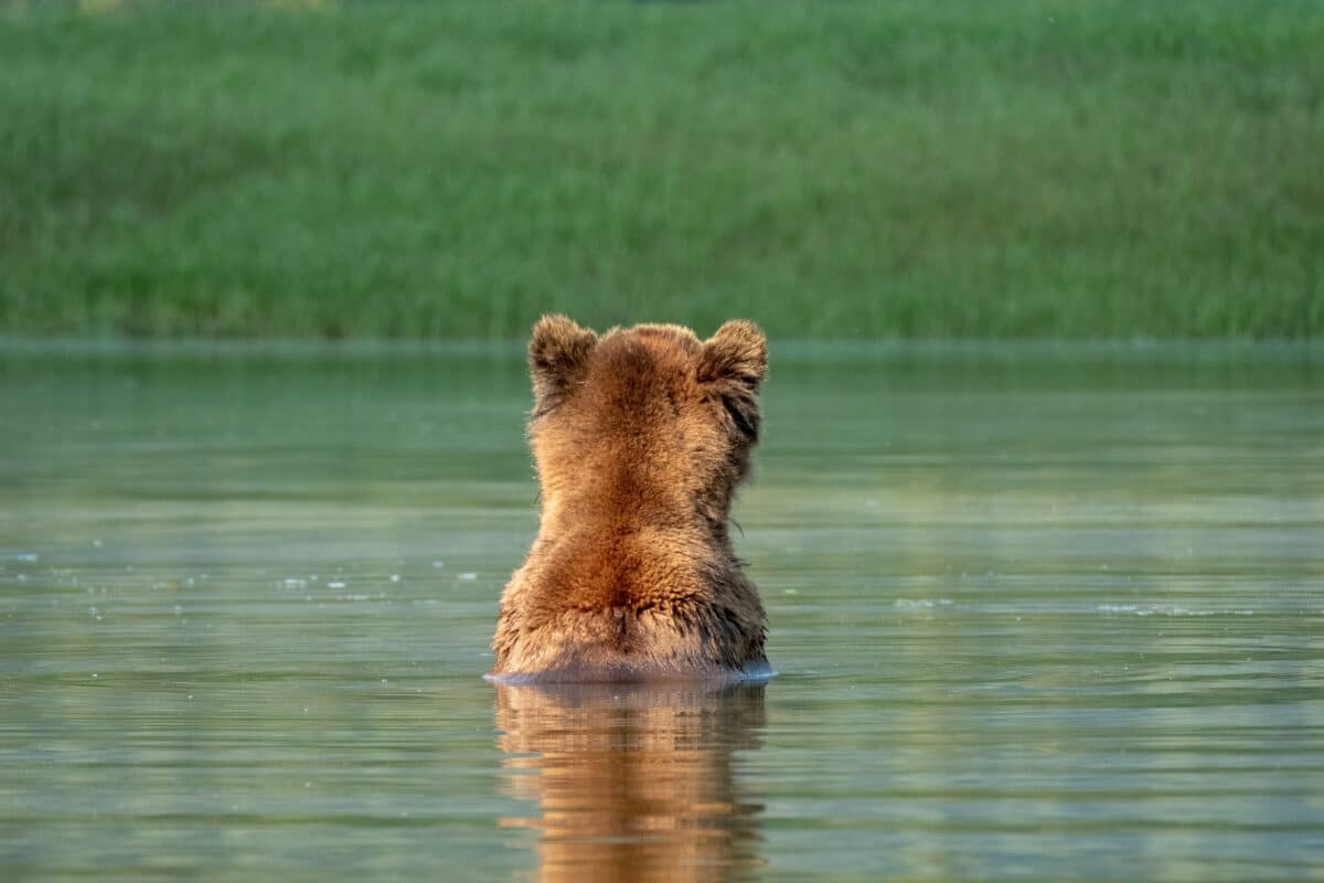 Brown bear