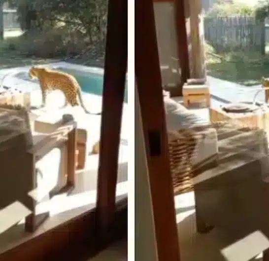 An Unexpected Leopard Stroll at a Luxury Safari Villa