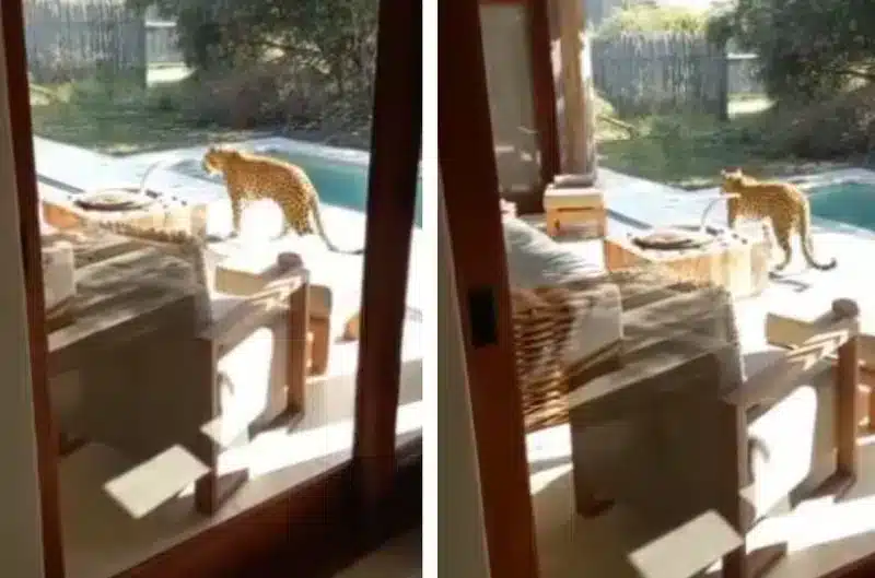 An Unexpected Leopard Stroll at a Luxury Safari Villa